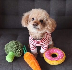 juguetes para perros